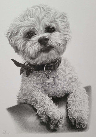 Dog Drawing